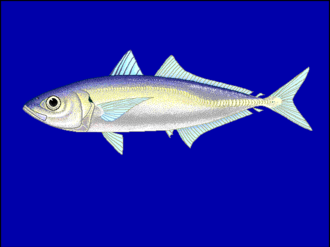 ภาพ ปลา russelli (Decapterus russelli)