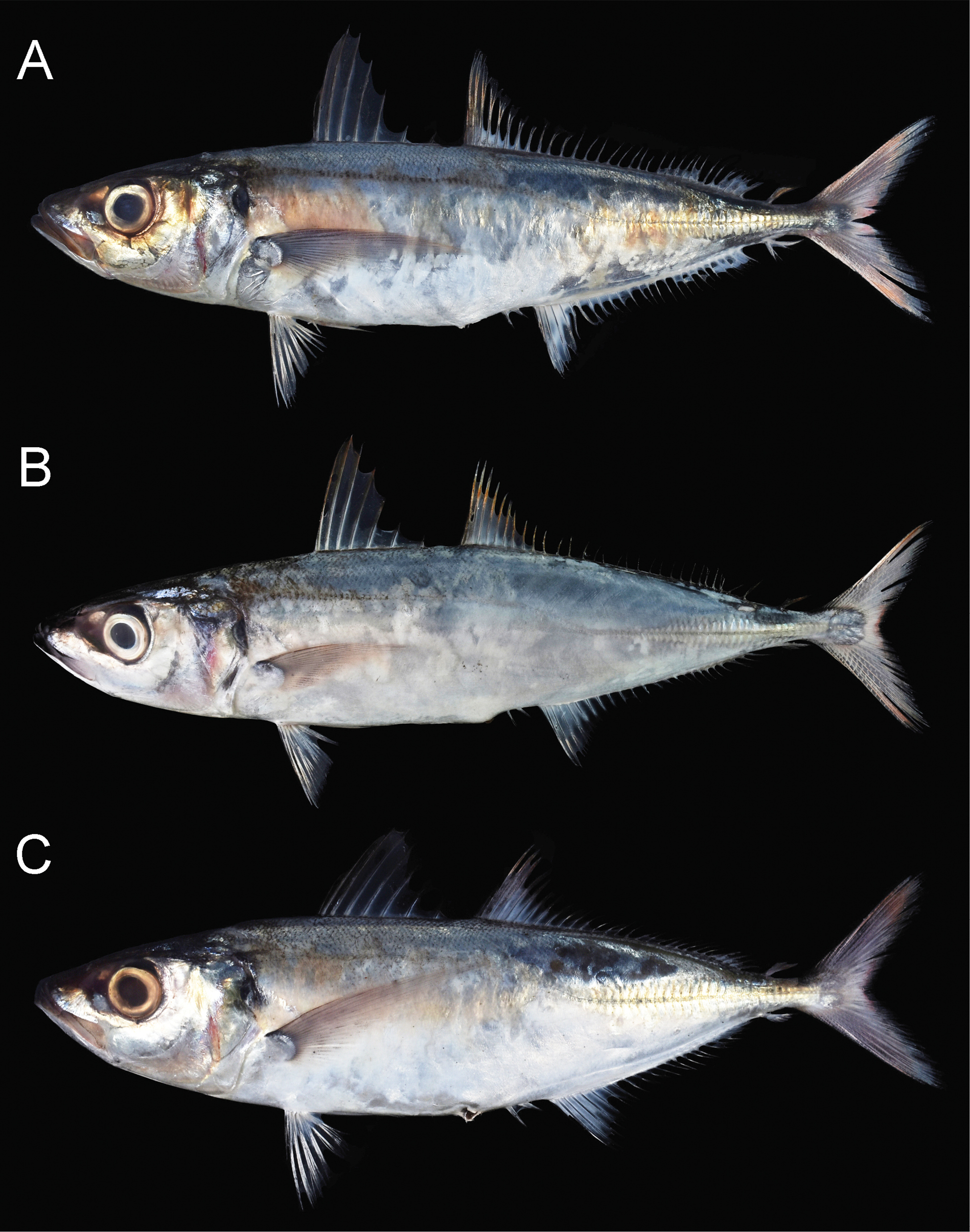 ภาพ ปลา smithvanizi (Decapterus smithvanizi)