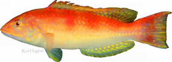 ภาพ ปลานกขุนทองแดง (Decodon puellaris)