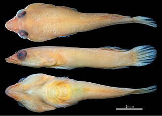 ภาพ ปลา trnskii (Dellichthys trnskii)