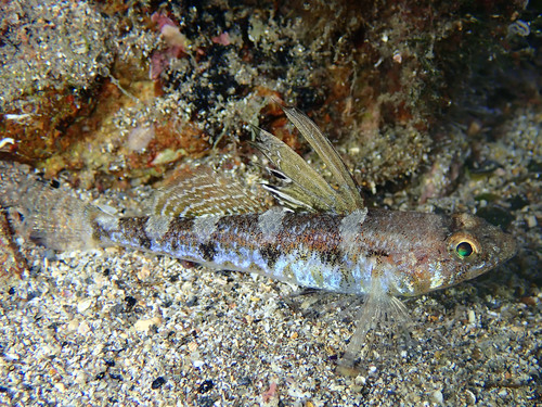 ภาพ ปลาบู่บู่ (Deltentosteus collonianus)