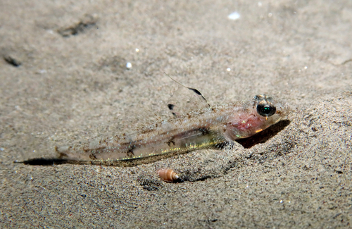 ภาพ ปลาบู่สี่ลายจุดบู่ (Deltentosteus quadrimaculatus)