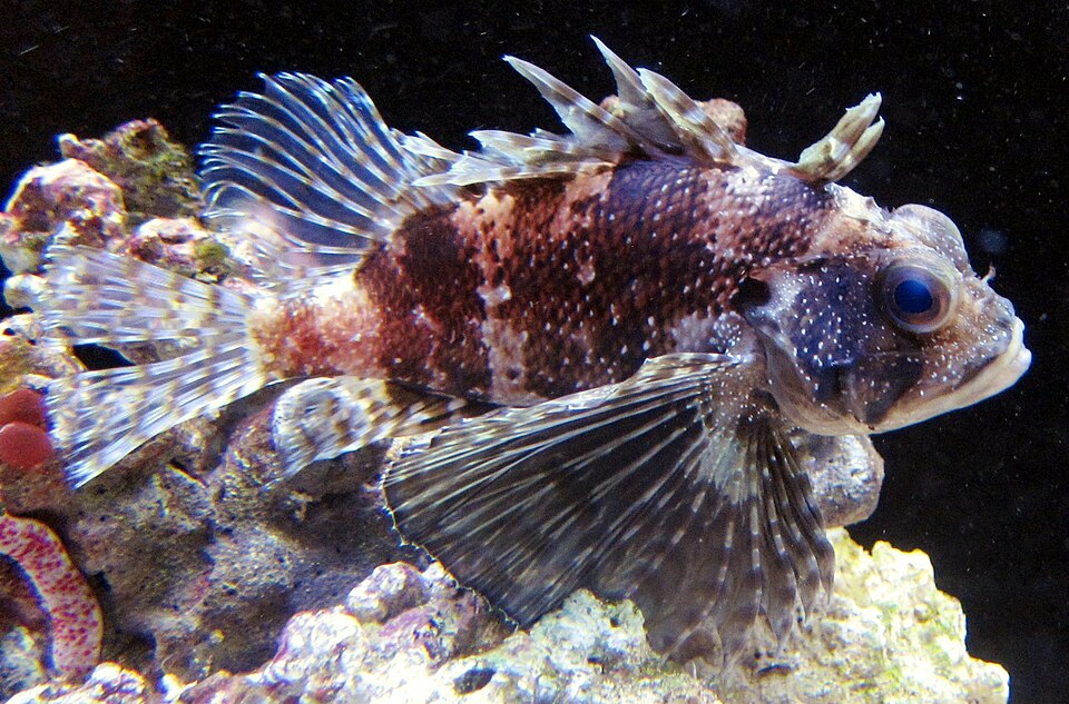 ภาพ ปลาสิงโตแคระฮาวาย (Dendrochirus barberi)