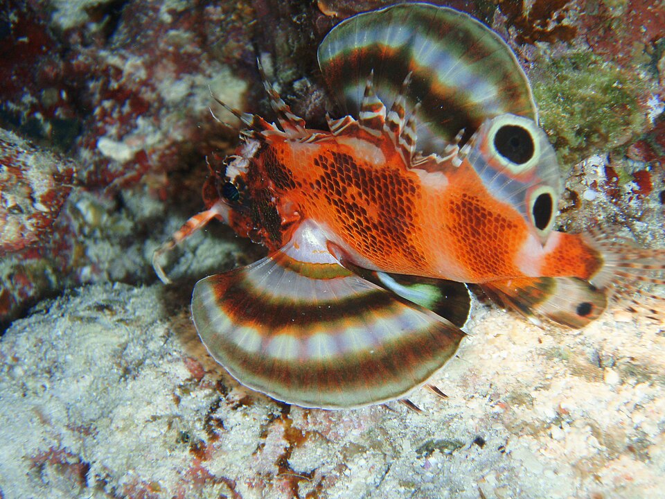 ภาพ ปลาสิงโตแคระลายตาสองจุด (Dendrochirus biocellatus)