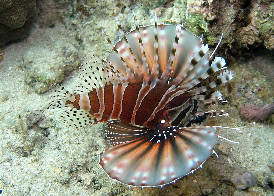 ภาพ ปลาสิงโตแคระลายม้าลาย (Dendrochirus zebra)