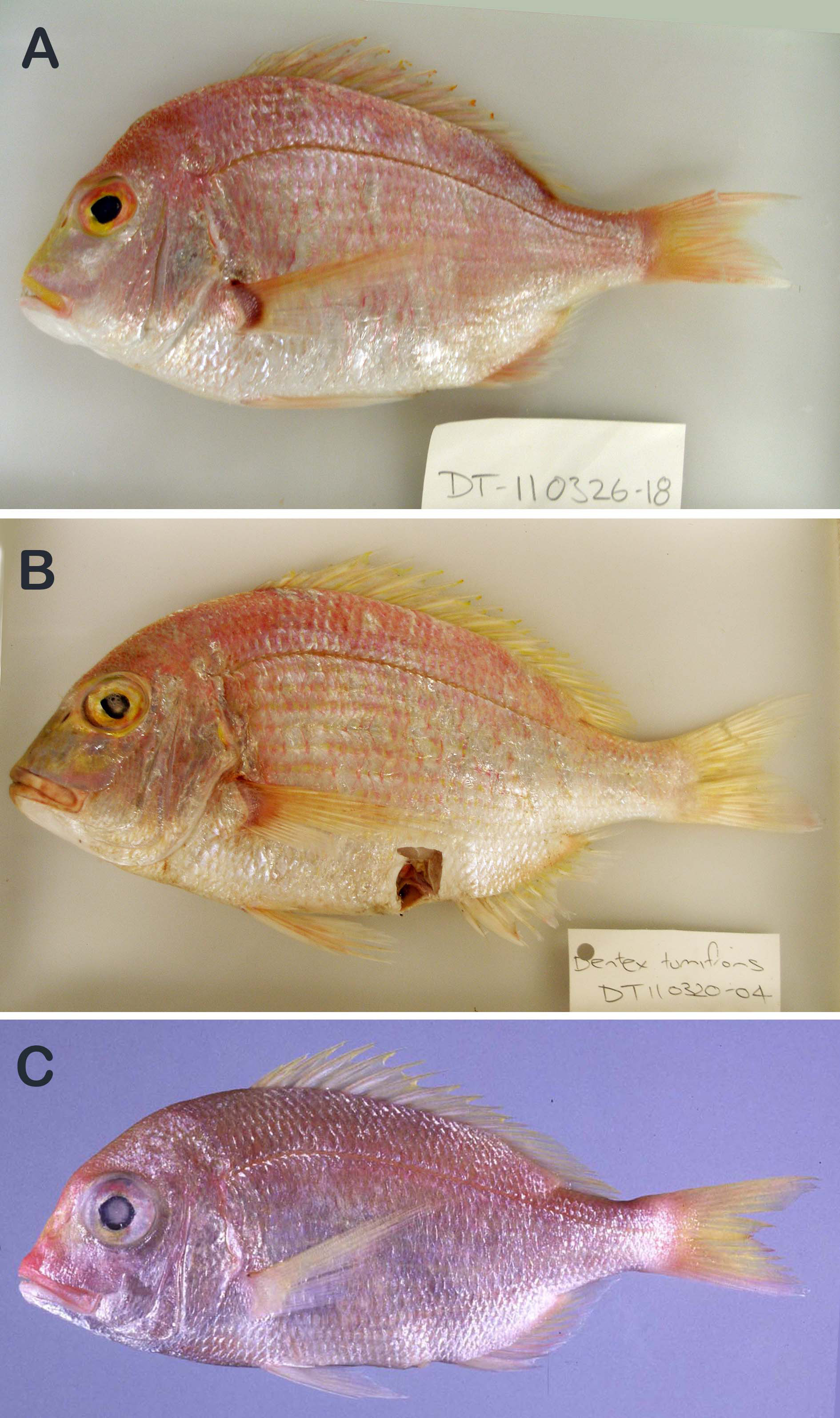 ภาพ ปลา carpenteri (Dentex carpenteri)