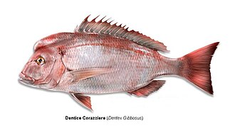 ภาพ ปลา gibbosus (Dentex gibbosus)