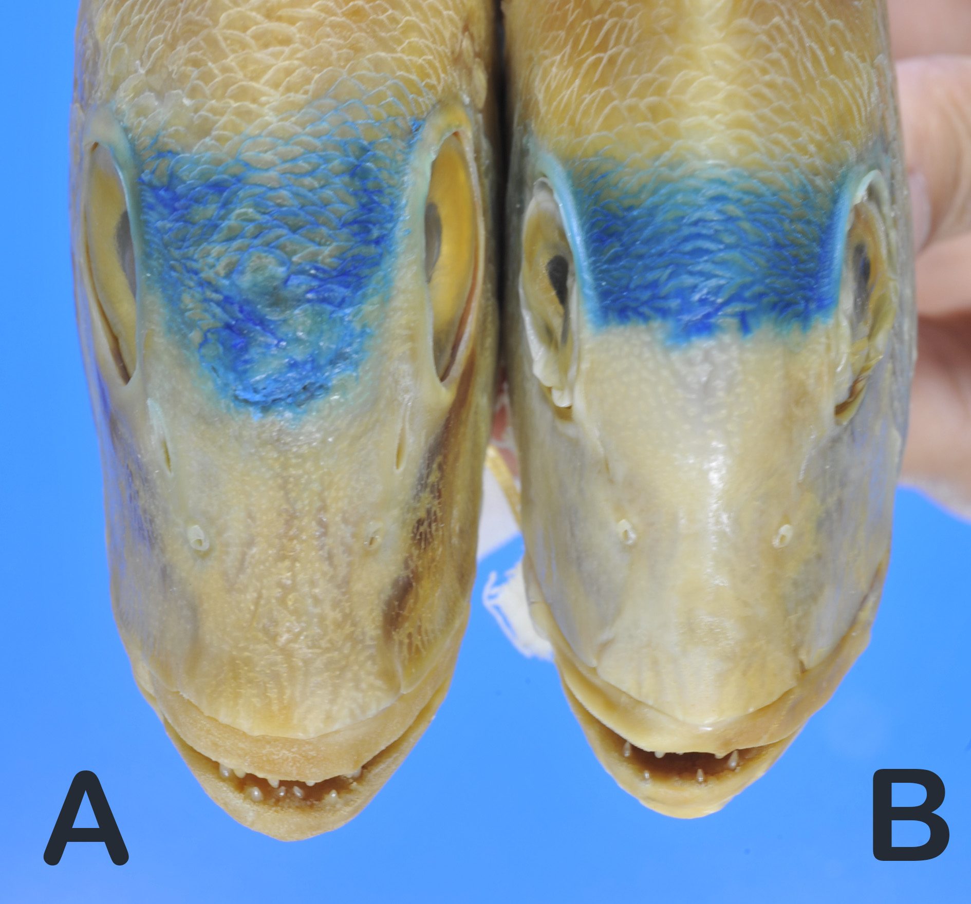 ภาพ ปลา hypselosomus (Dentex hypselosomus)