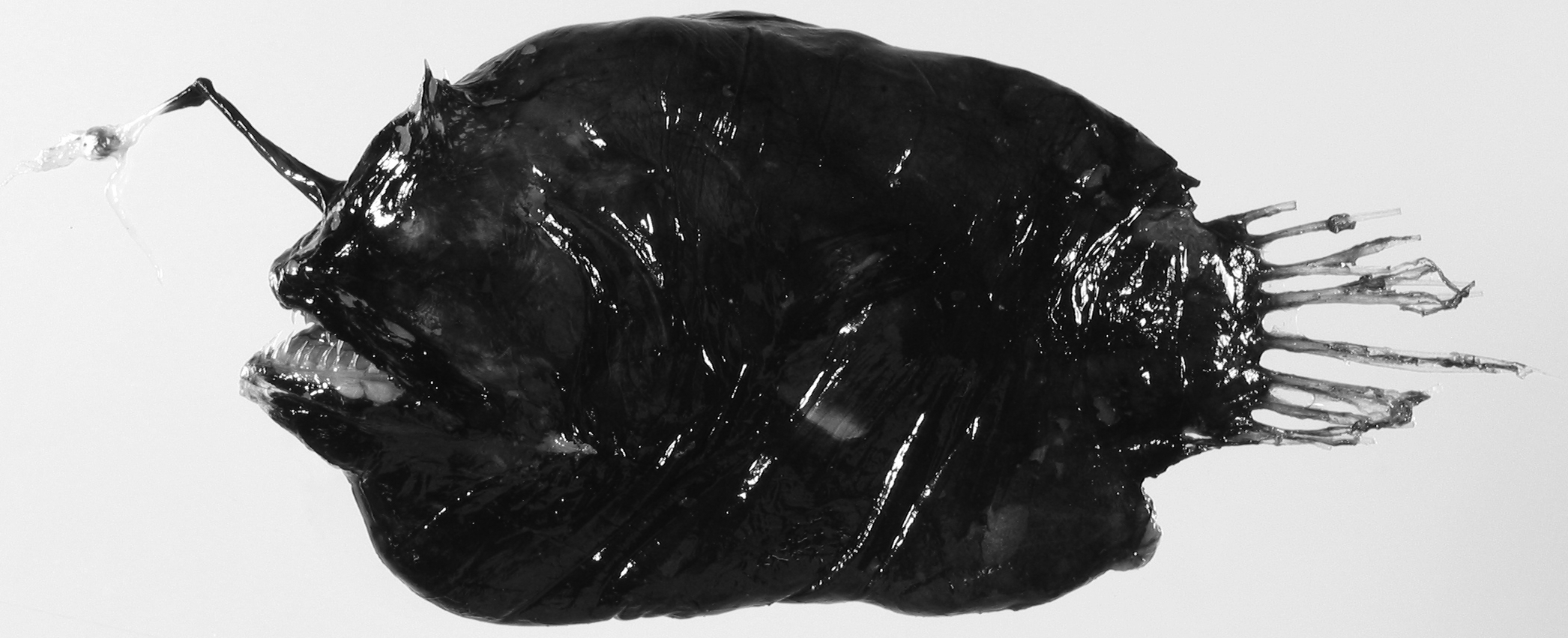 ภาพ ปลา platynogaster (Dermatias platynogaster)