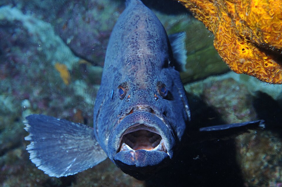 ภาพ ปลากะรังดำ (Dermatolepis inermis)
