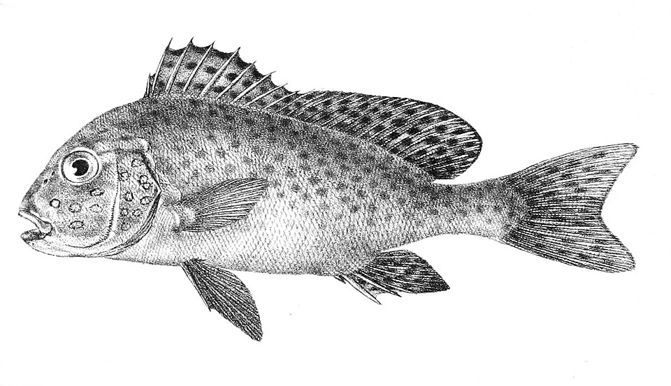 ภาพ ปลาสร้อยนกเขา punctatum (Diagramma punctatum)