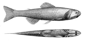 ภาพ ปลา coeruleus (Diaphus coeruleus)