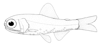 ภาพ ปลา holti (Diaphus holti)