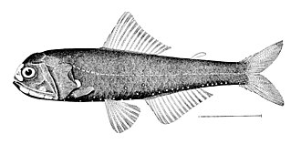 ภาพ ปลา lucidus (Diaphus lucidus)