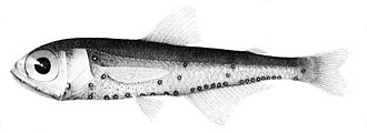 ภาพ ปลา luetkeni (Diaphus luetkeni)