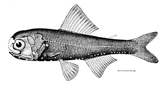 ภาพ ปลา metopoclampus (Diaphus metopoclampus)