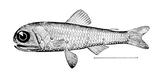 ภาพ ปลา rafinesquii (Diaphus rafinesquii)