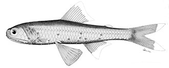 ภาพ ปลา signatus (Diaphus signatus)