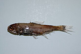 ภาพ ปลา splendidus (Diaphus splendidus)