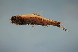 ภาพ ปลา termophilus (Diaphus termophilus)
