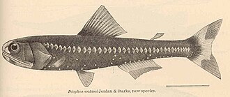 ภาพ ปลา watasei (Diaphus watasei)