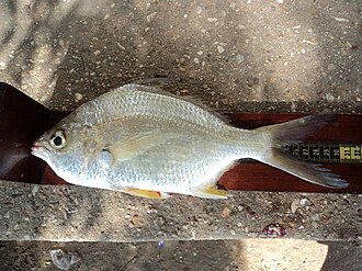 ภาพ ปลา auratus (Diapterus auratus)