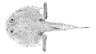 ภาพ ปลา atlanticus (Dibranchus atlanticus)
