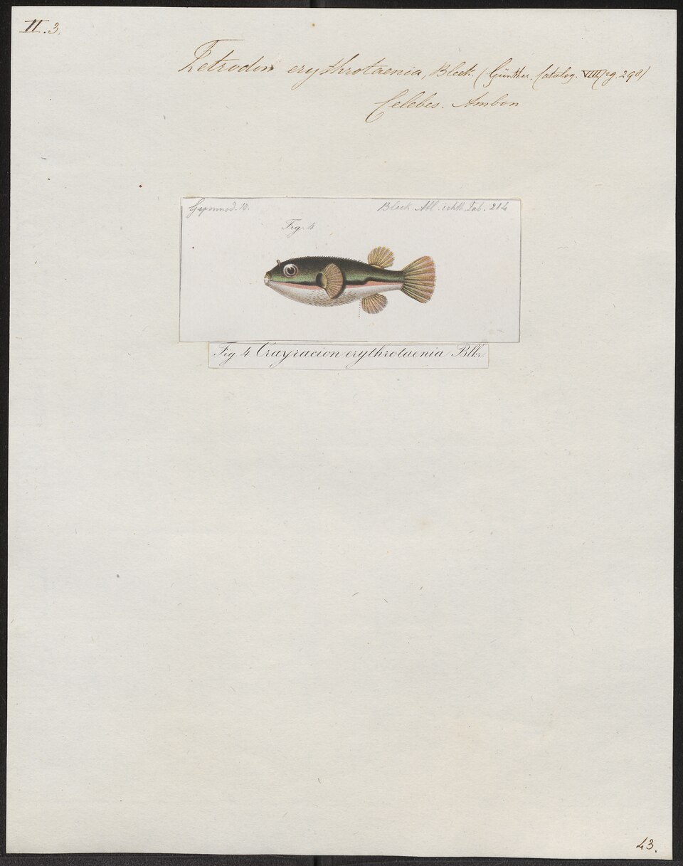 ภาพ ปลาปักเป้าแดงลายเส้น (Dichotomyctere erythrotaenia)