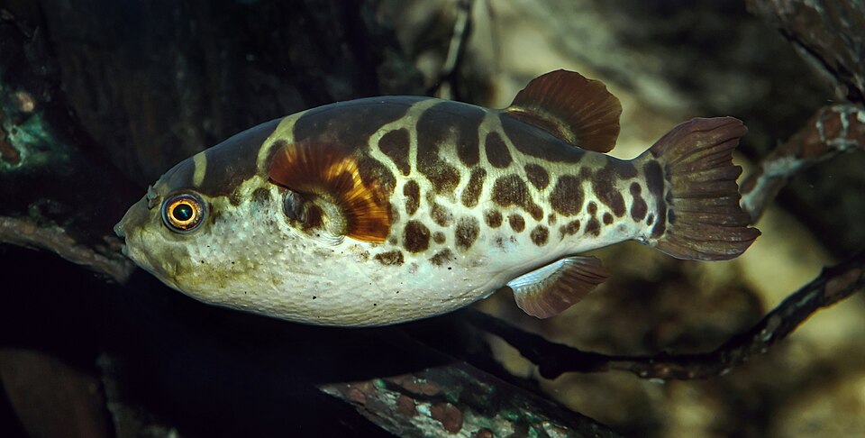 ภาพ ปลาปักเป้าเขียวจุดยักษ์ (Dichotomyctere fluviatilis)