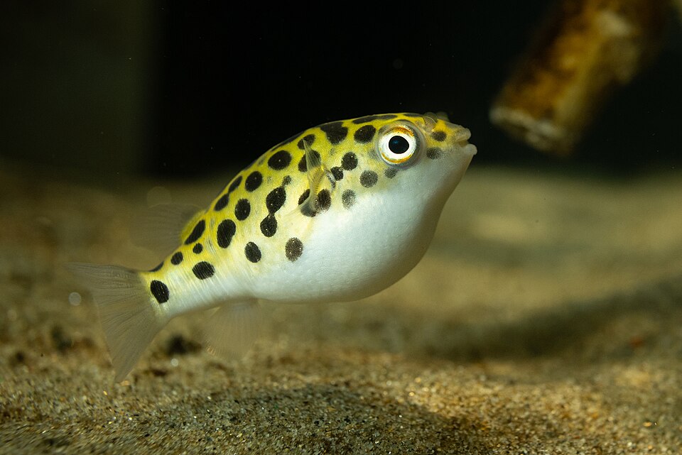 ภาพ ปลาปักเป้าเขียวจุด (Dichotomyctere nigroviridis)