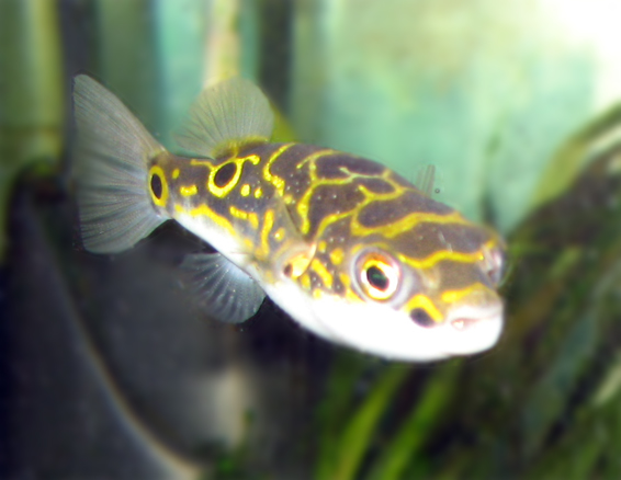 ภาพ ปลาปักเป้าเลขแปด (Dichotomyctere ocellatus)