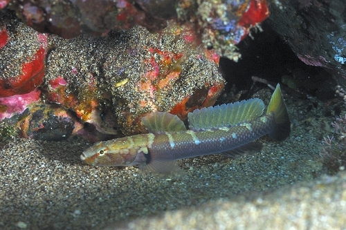 ภาพ ปลาบู่บู่ (Didogobius kochi)