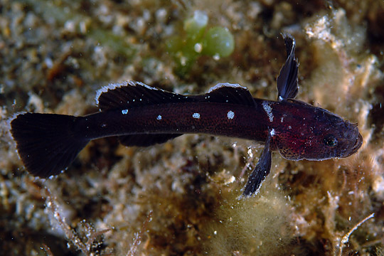 ภาพ ปลาบู่บู่ (Didogobius schlieweni)