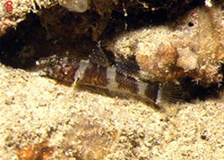 ภาพ ปลาบู่บู่ (Didogobius splechtnai)