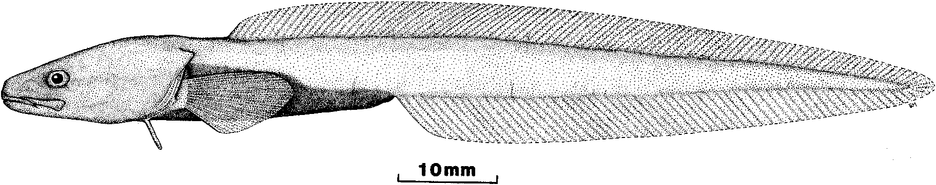ภาพ ปลา adocetus (Dieidolycus adocetus)