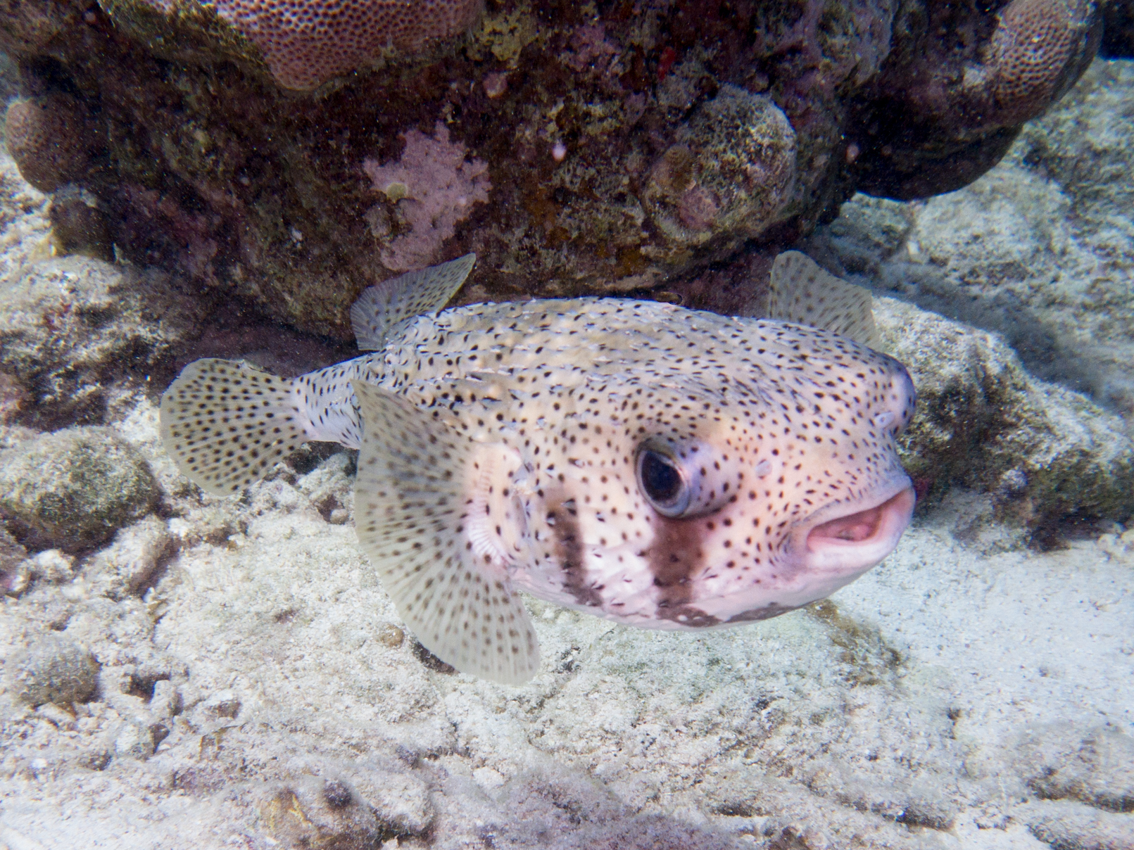 ภาพ ปลา hystrix (Diodon hystrix)