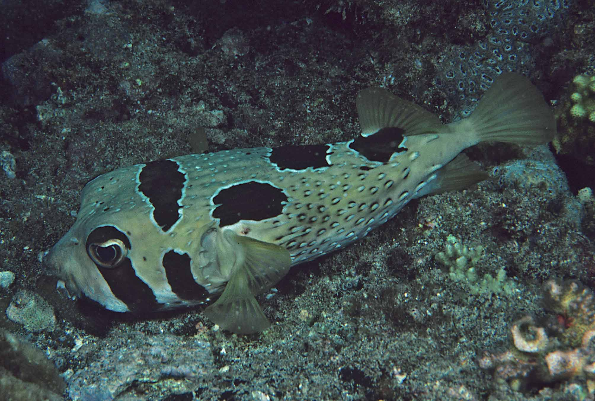 ภาพ ปลา liturosus (Diodon liturosus)
