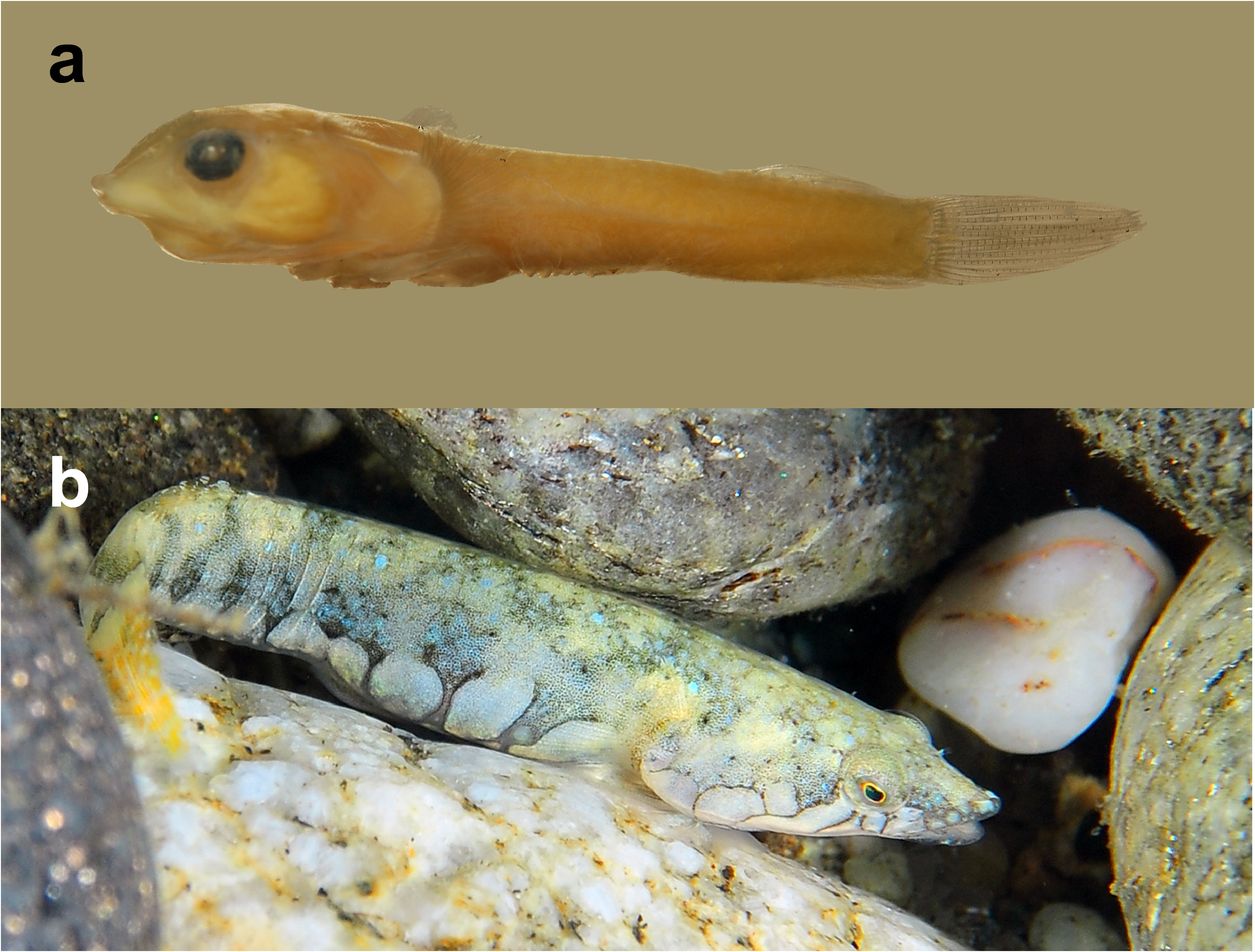 ภาพ ปลา bimaculata (Diplecogaster bimaculata)