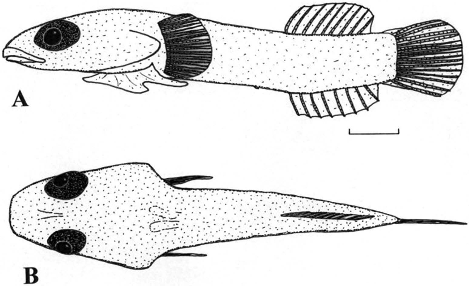 ภาพ ปลา ctenocrypta (Diplecogaster ctenocrypta)