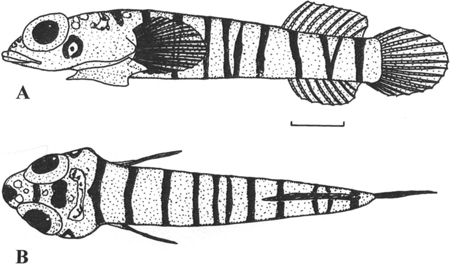 ภาพ ปลา tonstricula (Diplecogaster tonstricula)