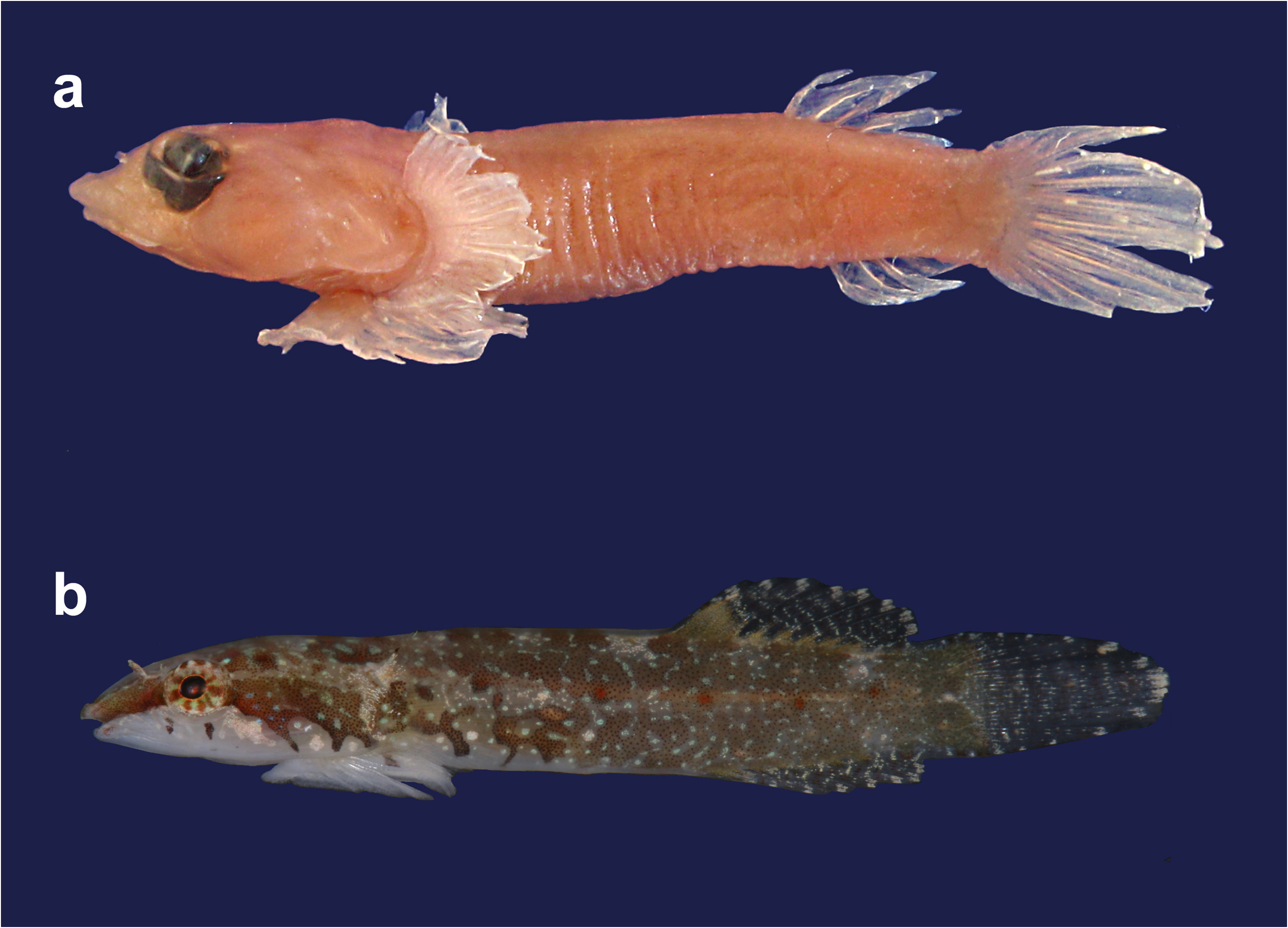 ภาพ ปลา umutturali (Diplecogaster umutturali)