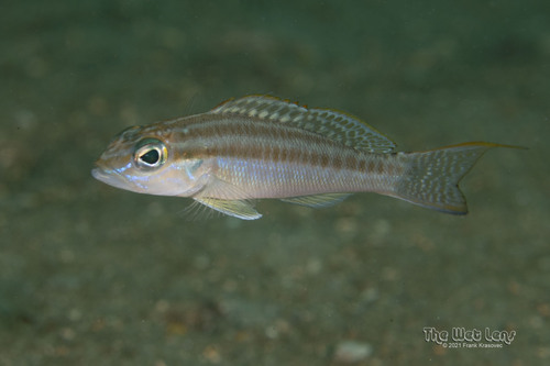 ภาพ ปลากะรังจิ๋ว bivittatum (Diplectrum bivittatum)