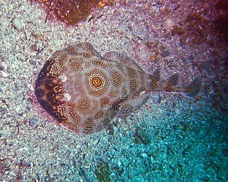 ภาพ ปลา ommata (Diplobatis ommata)