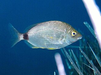 ภาพ ปลา annularis (Diplodus annularis)