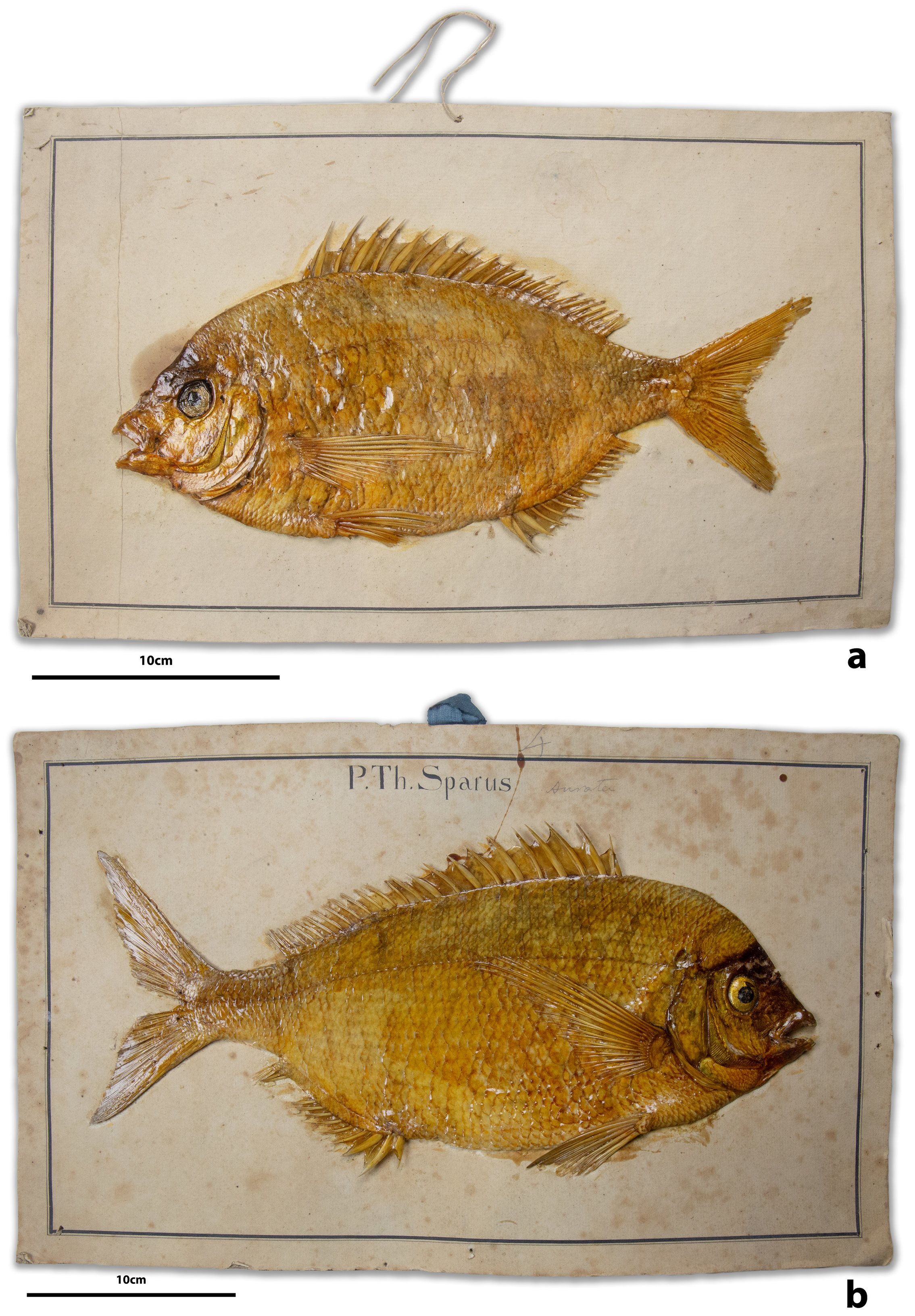 ภาพ ปลา argenteus (Diplodus argenteus)