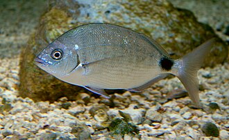 ภาพ ปลา bermudensis (Diplodus bermudensis)