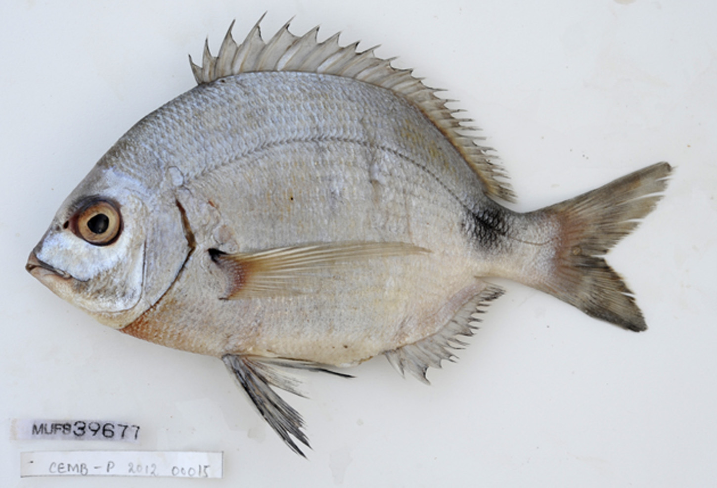 ภาพ ปลา capensis (Diplodus capensis)