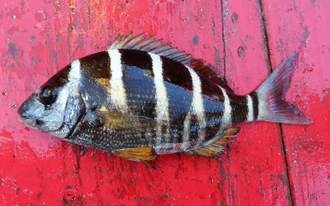 ภาพ ปลา fasciatus (Diplodus fasciatus)