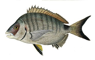 ภาพ ปลา helenae (Diplodus helenae)
