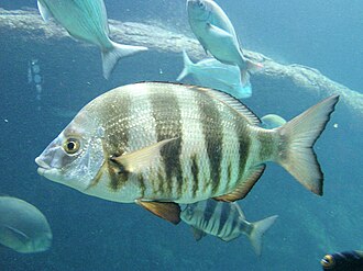 ภาพ ปลา hottentotus (Diplodus hottentotus)